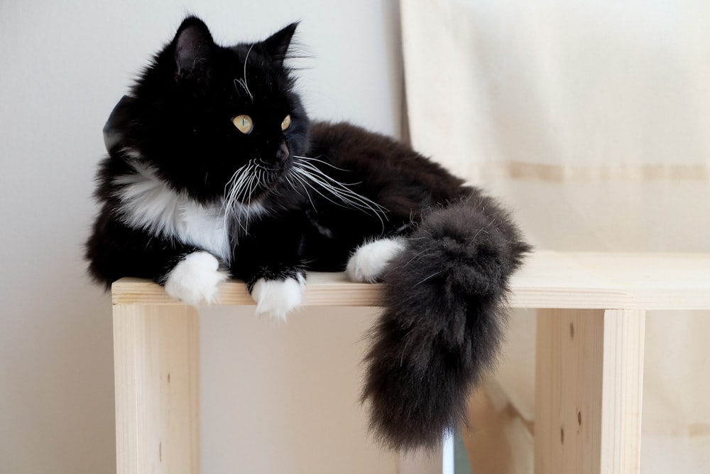 shallow focus photography of tuxedo cat on brown wooden furniture