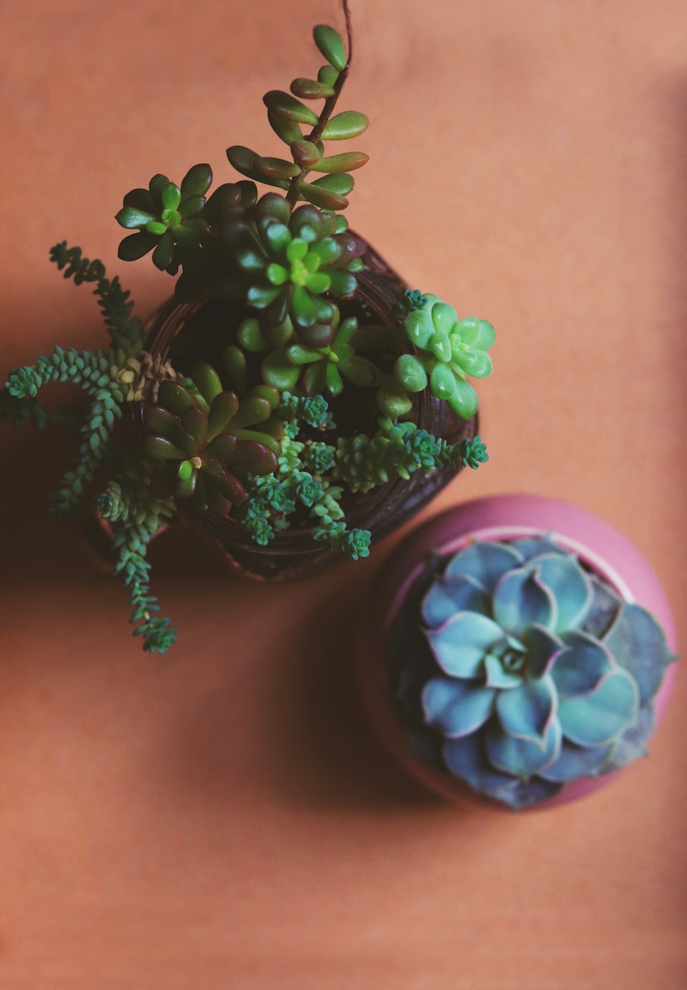 two green and blue succulent flowers