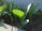 Young green leafy plants are growing in dark, nutrient-rich soil under natural sunlight. The leaves are vibrant and well-lit, showing healthy growth. The scene appears serene and focused on the early growth stage of a garden or a small farm.