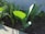 Young green leafy plants are growing in dark, nutrient-rich soil under natural sunlight. The leaves are vibrant and well-lit, showing healthy growth. The scene appears serene and focused on the early growth stage of a garden or a small farm.