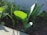 Young green leafy plants are growing in dark, nutrient-rich soil under natural sunlight. The leaves are vibrant and well-lit, showing healthy growth. The scene appears serene and focused on the early growth stage of a garden or a small farm.