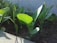 Young green leafy plants are growing in dark, nutrient-rich soil under natural sunlight. The leaves are vibrant and well-lit, showing healthy growth. The scene appears serene and focused on the early growth stage of a garden or a small farm.