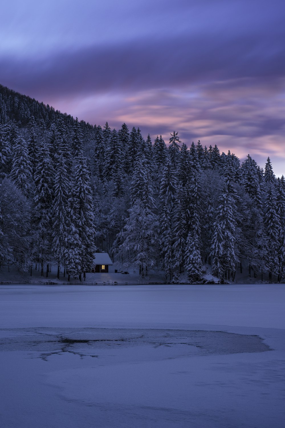 alberi sotto il cielo grigio