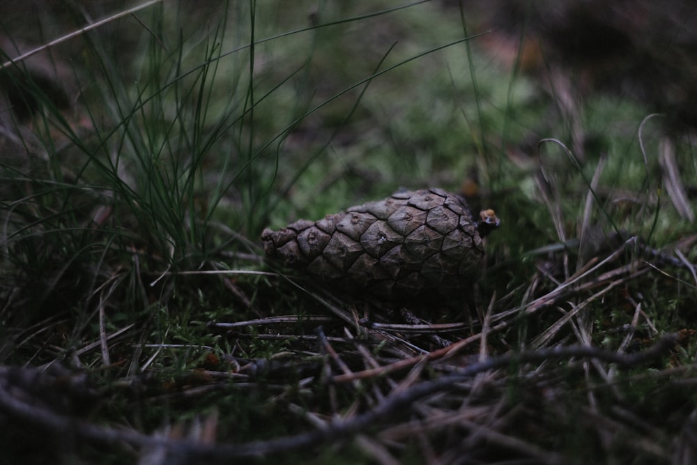 braune Früchte auf Gras