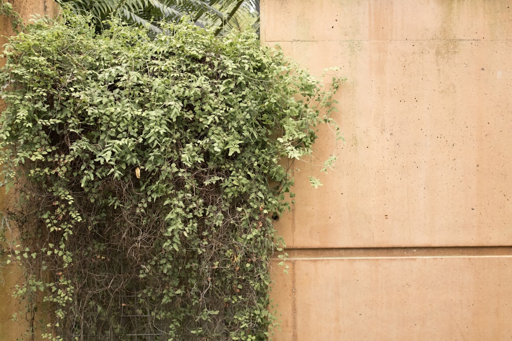 green leaf vines mounted outside the wall