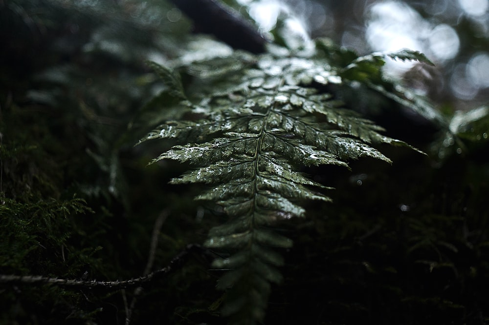 green leaf in shallow focus