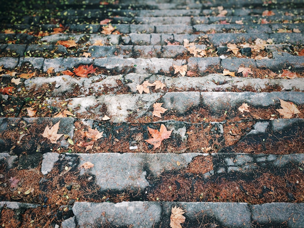 maple leaf on concrete stairs