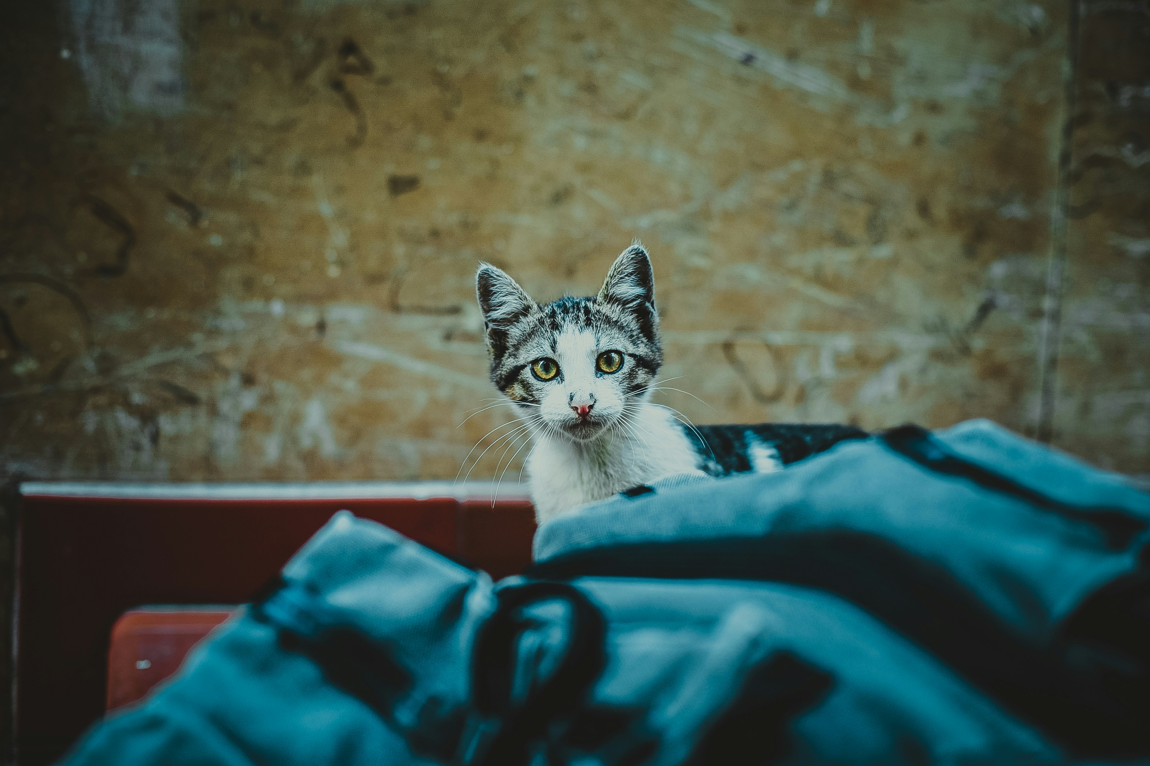 Sony Alpha a99 + Minolta AF 50mm F1.4 [New] sample photo. Black and white cat photography