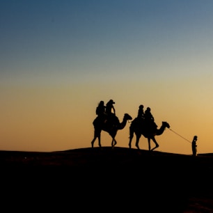 silhouette of people riding camels