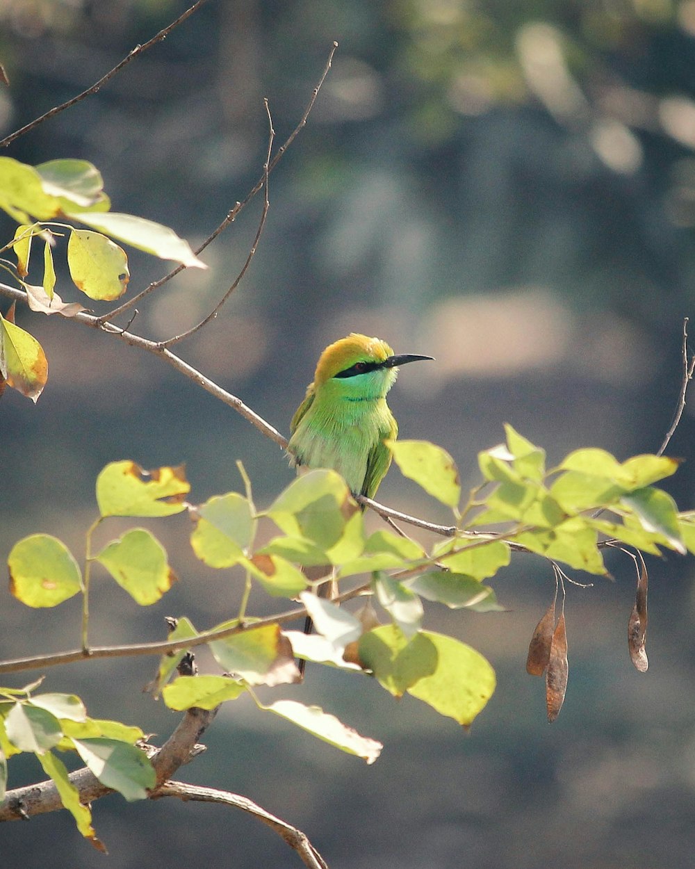 selective focus photography of green and black bee-eater perched on twigs