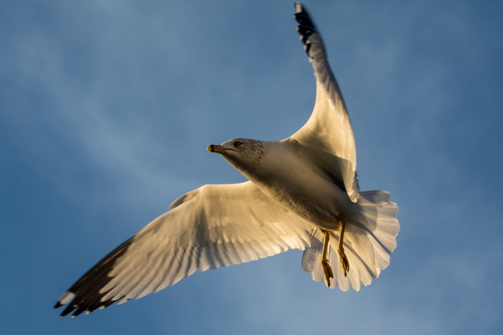 white and black bird flying under blue sky