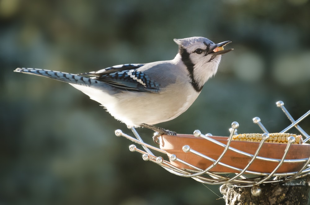 white and blue short-beaked bird