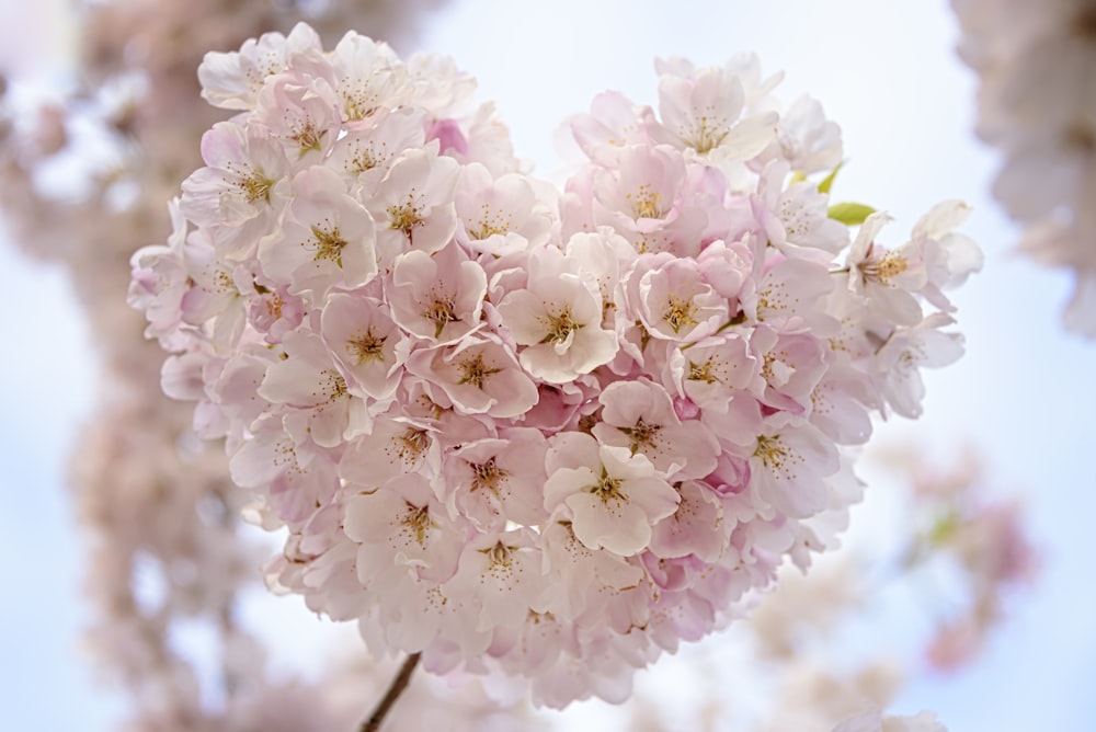 macro focus of pink flowers