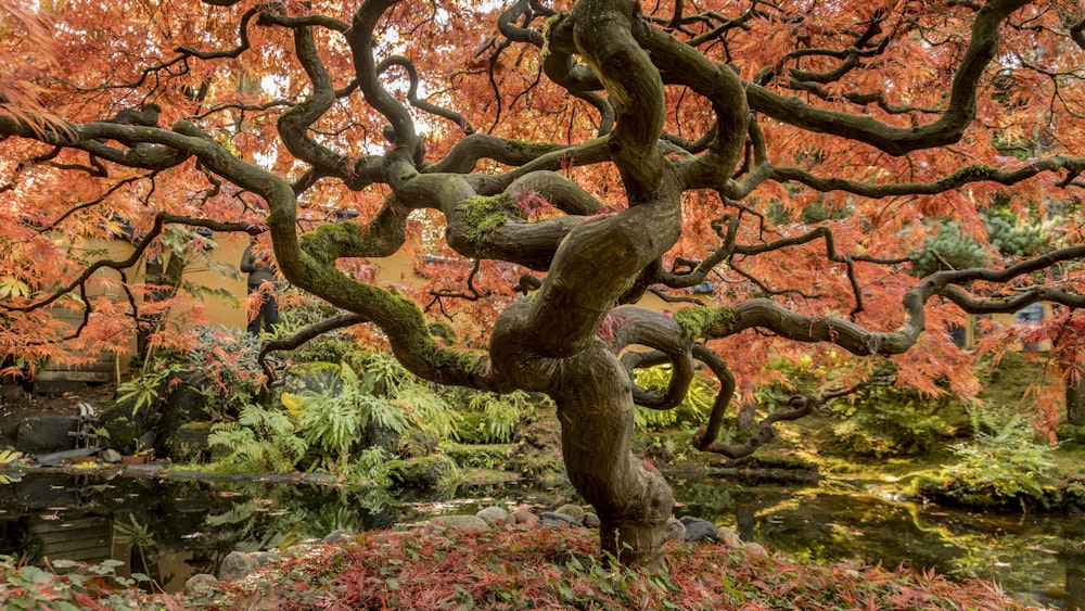 pink sakura tree at day time