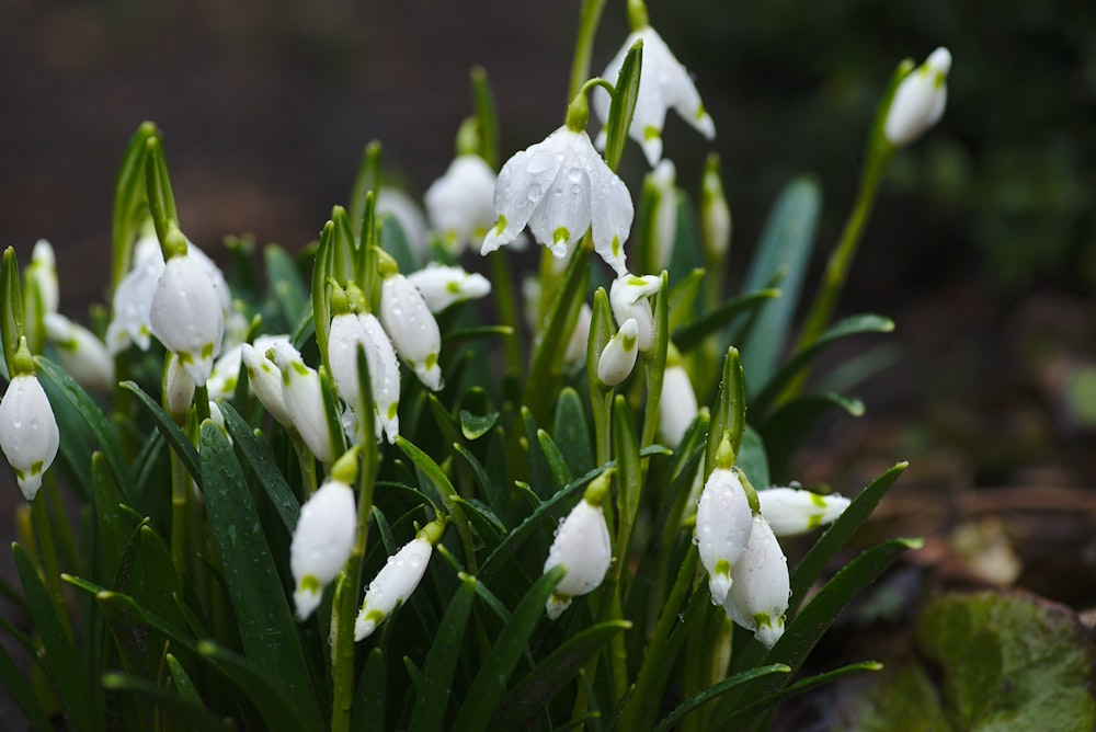 Fotografía de enfoque selectivo de flores de pétalos blancos