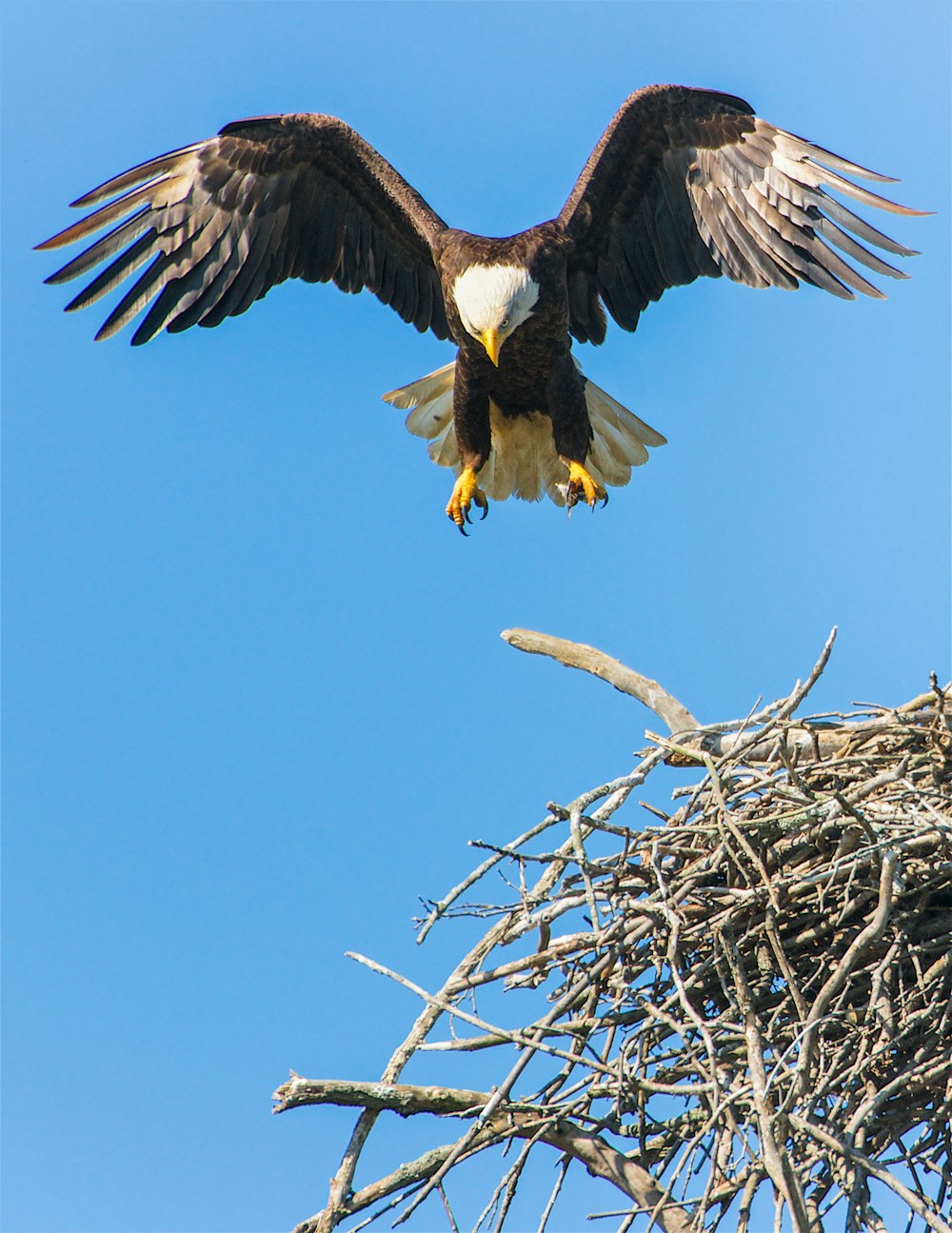 bald eagle flap its wing from nest