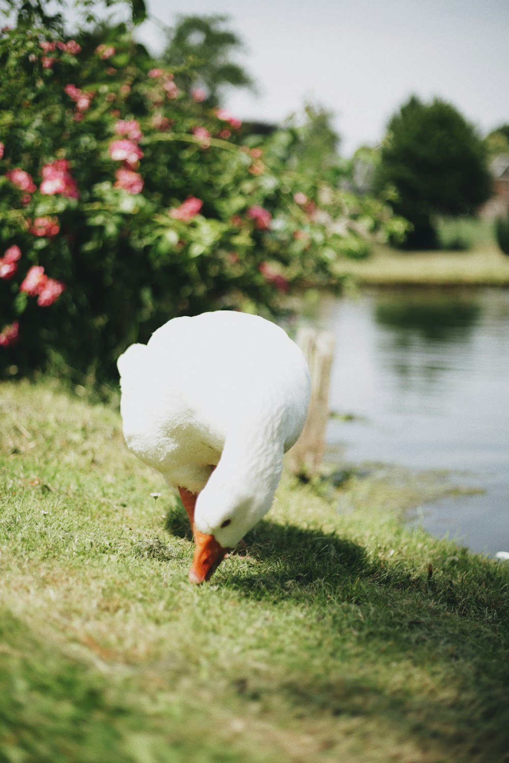 white goose on green grass near body of water