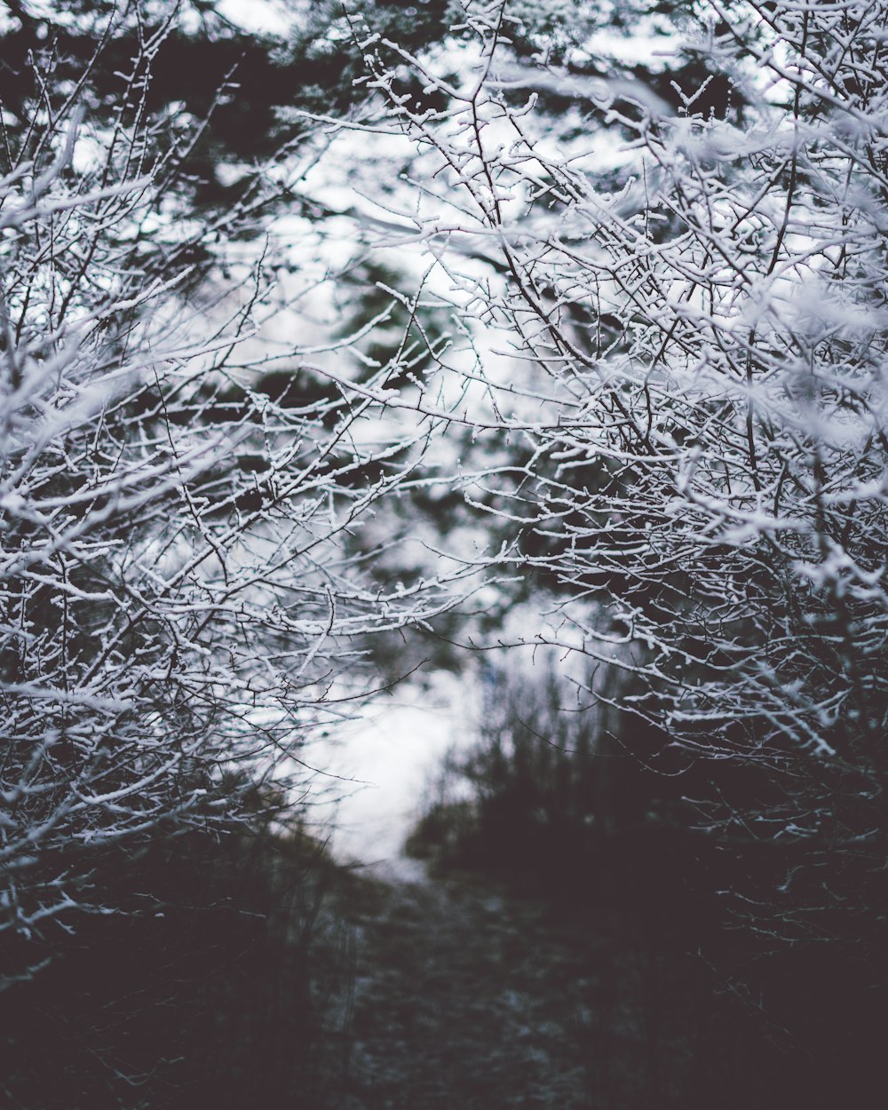 selective grayscale photography of snow filled withered trees