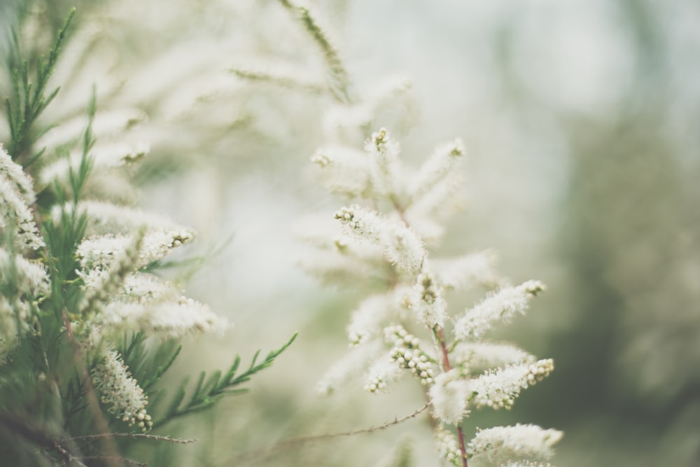 white flowers shallow focus photography