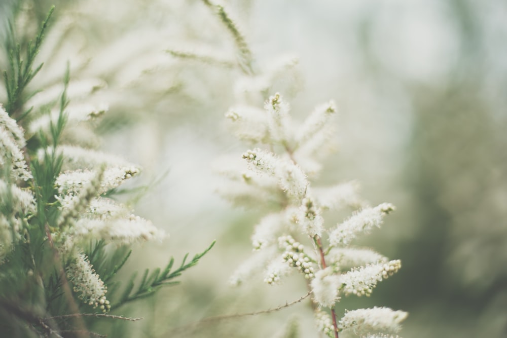 흰 꽃 얕은 초점 사진