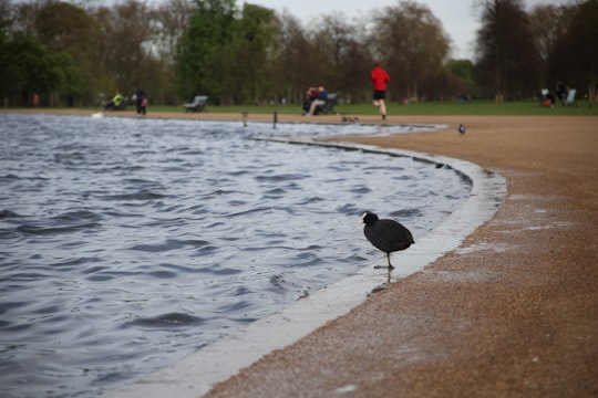 black chick near body of water during daytime in Round Pond United Kingdom