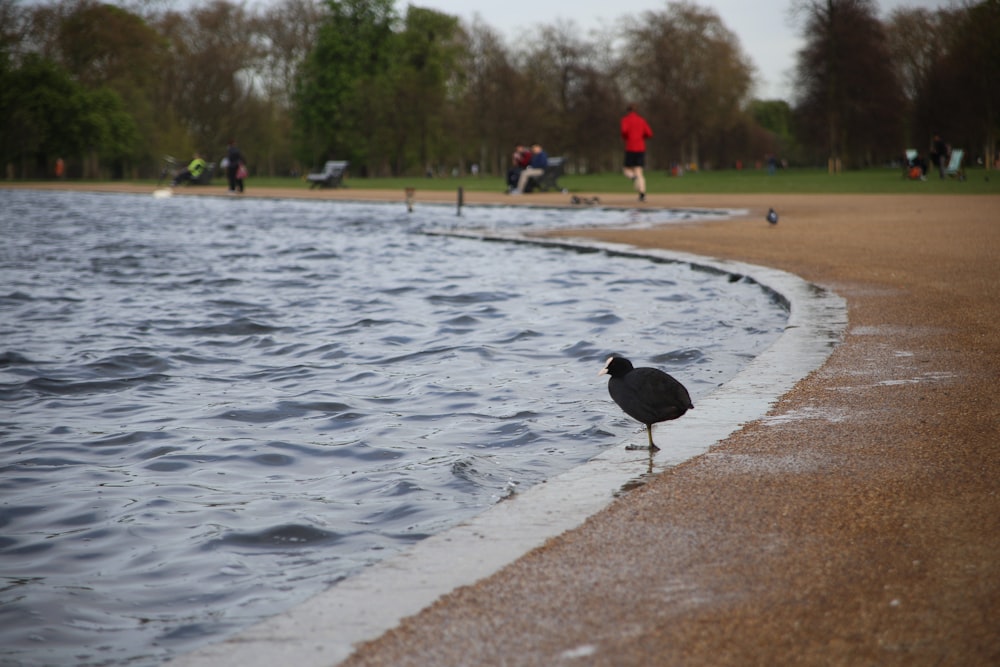 black chick near body of water during daytime