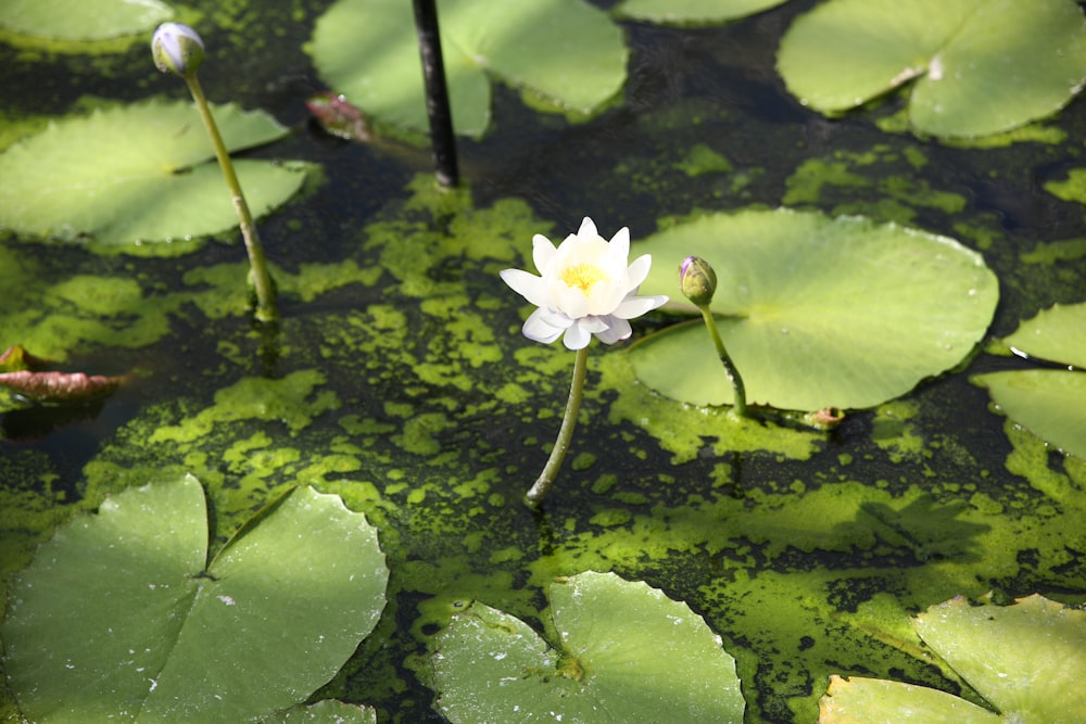 white lily with lotus pads