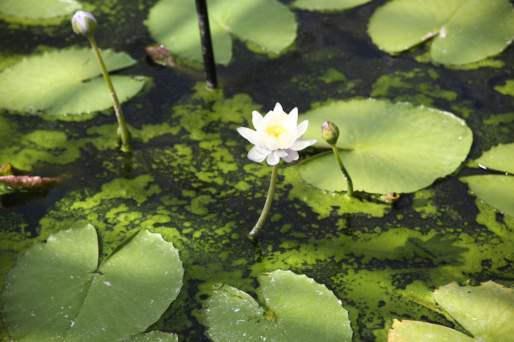 Lys blanc avec coussinets de lotus