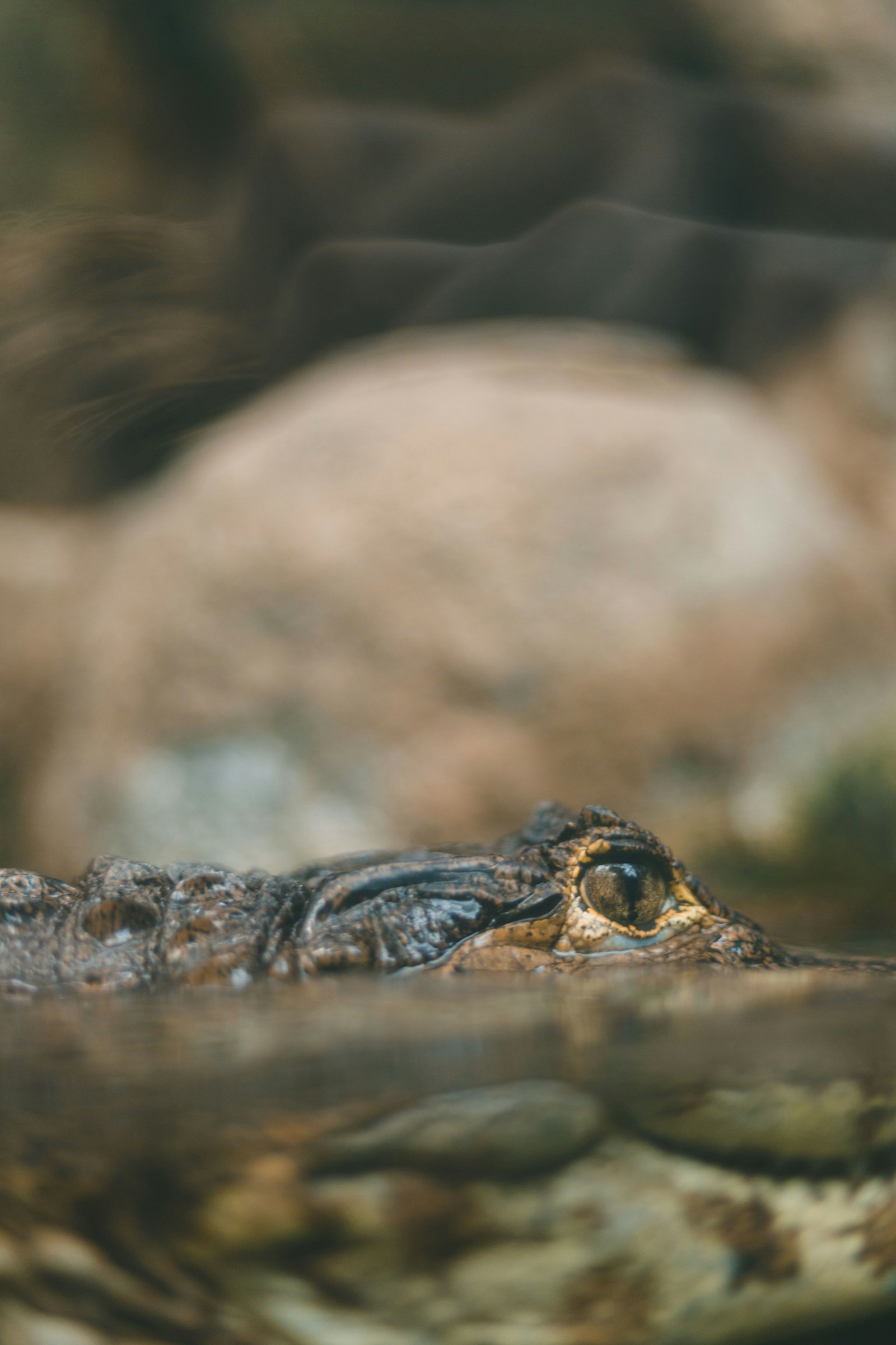 Canon EF 50mm F1.8 STM sample photo. Closeup photography of crocodile photography