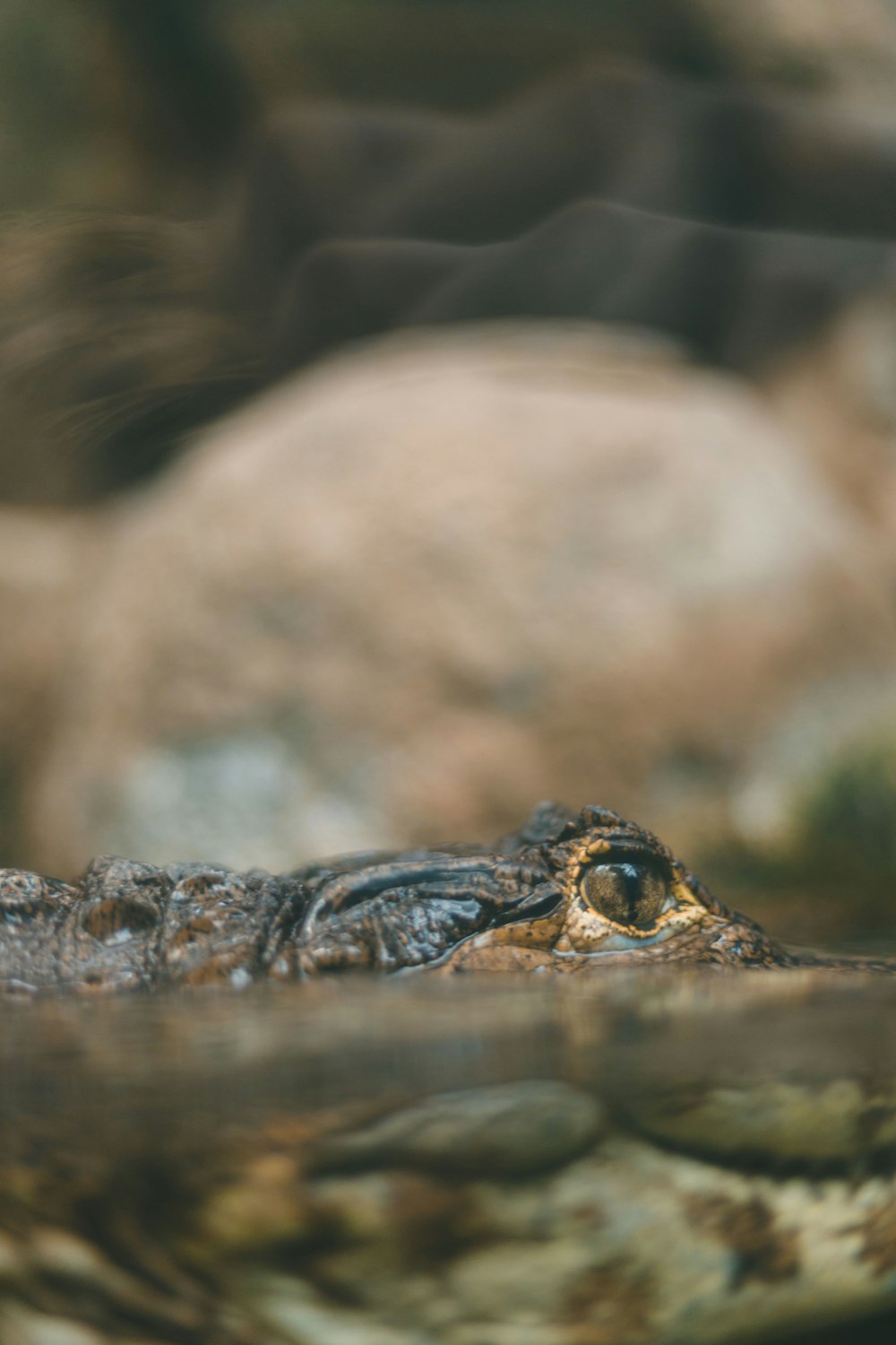 closeup photography of crocodile eye