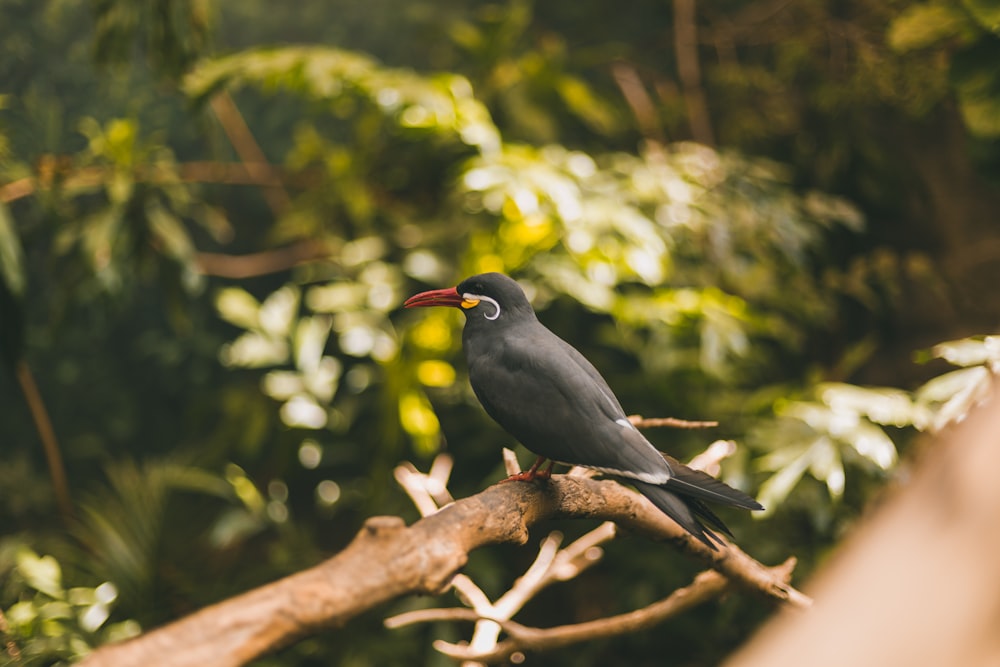 selective focus photography of black and gray bird perched on tree branch
