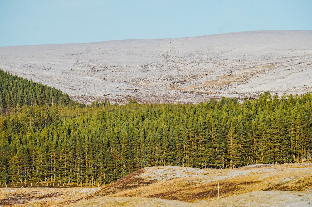 landscape photography of forest