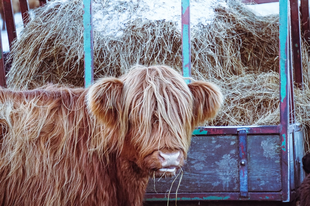 brown cow near hay