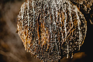 Close-up of fresh benzoin resin dripping from a tree in a lush Sumatran forest.