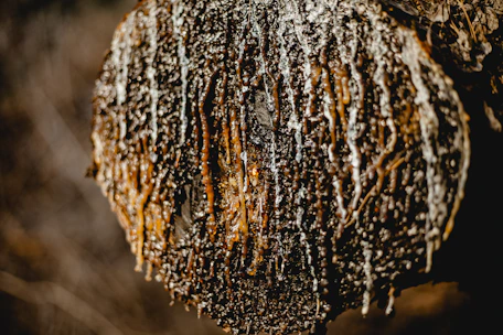 Close-up of fresh benzoin resin dripping from a tree in a lush Sumatran forest.