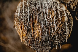 A close-up image of a tree trunk with resin dripping down its surface. The tree looks rugged and textured, with various shades of brown and black intertwined with golden hues of the resin.