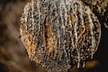A close-up image of a tree trunk with resin dripping down its surface. The tree looks rugged and textured, with various shades of brown and black intertwined with golden hues of the resin.