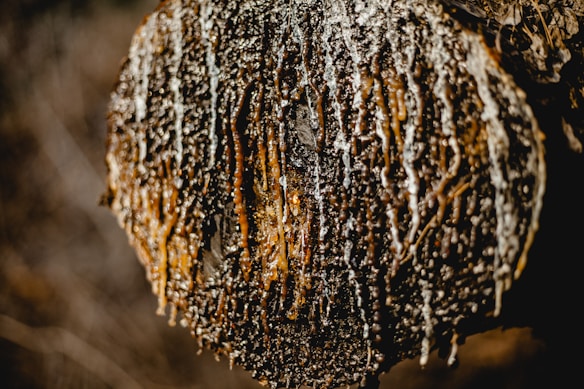 A close-up image of a tree trunk with resin dripping down its surface. The tree looks rugged and textured, with various shades of brown and black intertwined with golden hues of the resin.