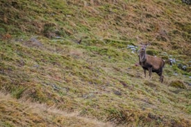 A stag stands on a sloping grassy hillside, its antlers prominently displayed. The landscape is covered in grass and patches of earth, with some sparse vegetation visible. The stag gazes towards the camera, appearing calm in its natural habitat.