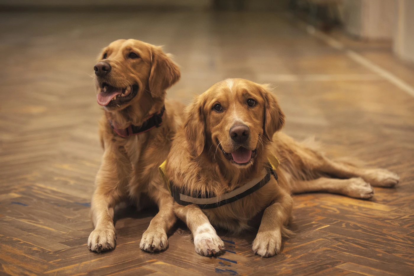 A calm golden retriever Service Dog in a working vest lying quietly on the floor beside another dog