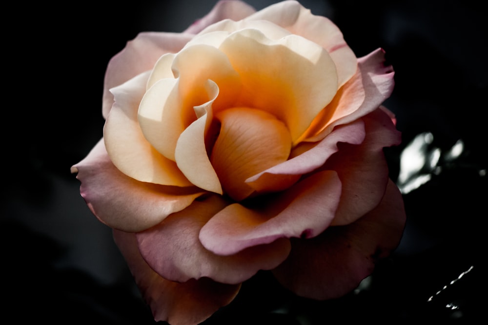 pink flower in chiaroscuro photography