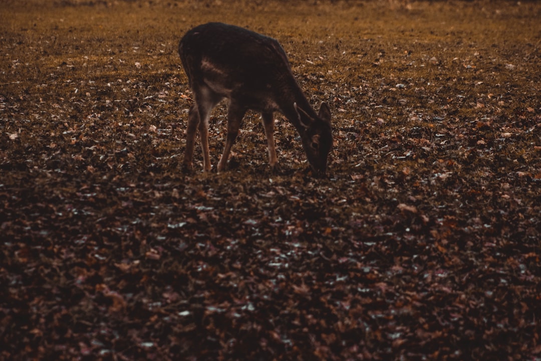 black deer on brown dried leaves