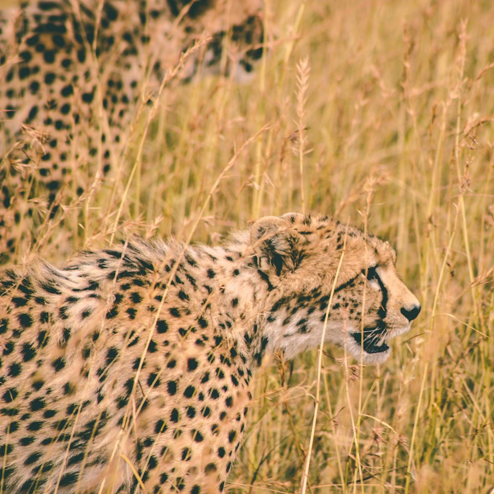 leopardo cerca de los arbustos