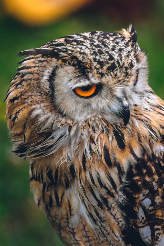 photo of Barakaldo Wildlife near Gaztelugatxe