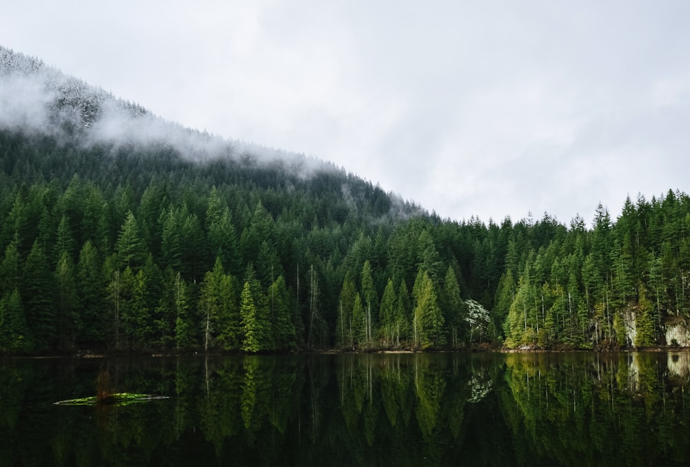 calmo specchio d'acqua vicino alla foresta