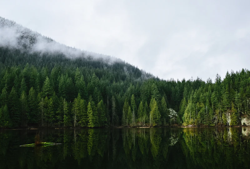 Morning mist over a forest-lined lake