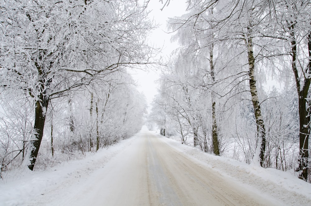 雪に覆われた木々に囲まれたアスファルト道路の風景写真