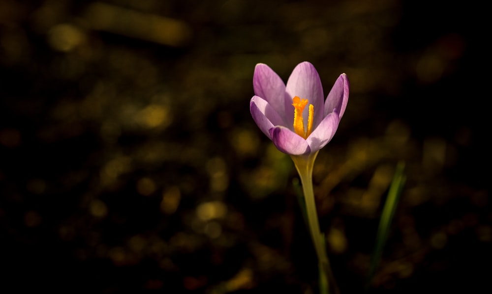 photographie peu profonde de fleur à pétales violets