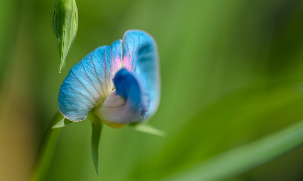flor azul y blanca