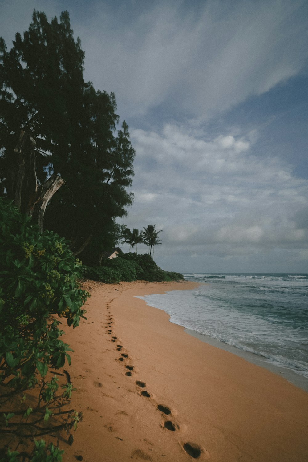 green trees near sea during daytime photography